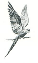 Pretty Polly Fully fashioned frontispiece image